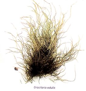 Gracilaria Edulis: Seaweed
