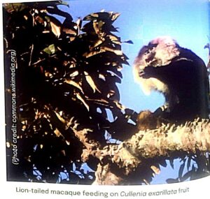 Lion Tailed Macaque Feeding On Cullenia Exarillata Fruit