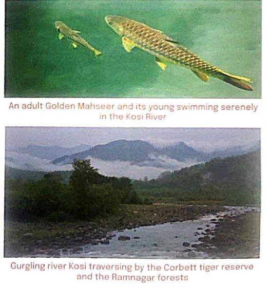 Up: An Adult Golden Mahseer And Its Young Swimming Serenely  In Kosi River
Down: Gurgling River Kosi Traversing By The Corbett Tiger Reserve (Ramanagar Forests)