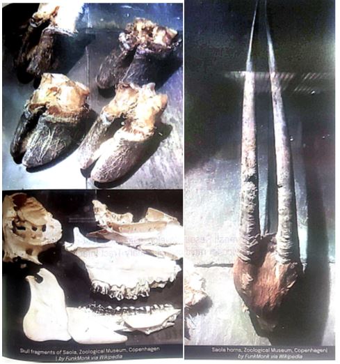 Body Parts Of Dead Saola- Asian Unicorn