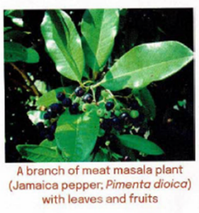 A Branch Of Meat Masala Plant- Jamaica Pepper