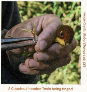 A chestnut-headed Tesia being ringed 