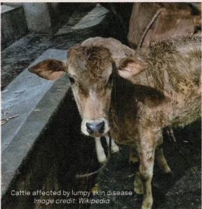 Cattle affected by Lumpy Skin Disease