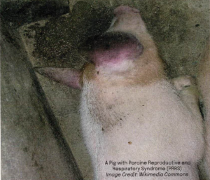 A Pig Affected From The Prrs Viral Disease