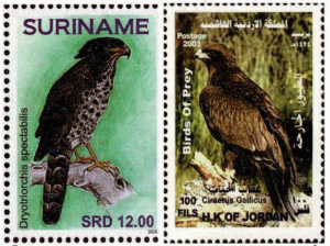 Secretary birds, Suriname
