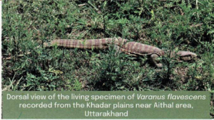 Varanus Flavescens In Uttarakhand