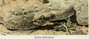 Saw-Scaled Viper (Echis Carinatus)