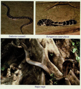 Common Krait (Bungarus Caeruleus), Russell'S Viper (Daboia Russelii), And Spectacled Cobra (Naja Naja)