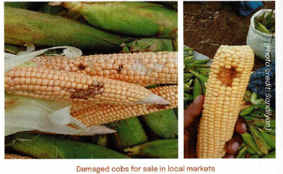 Damaged Cobs For Sale In Local Markets