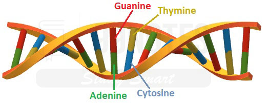 Dna Structure Upsc