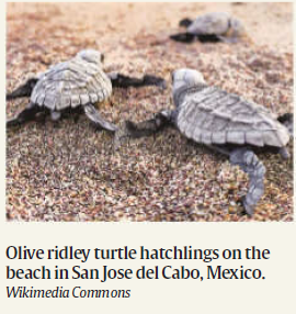 Everything You Need To Know About Spike In Olive Ridley Turtle Deaths Along Tamil Nadu Coast Sparks Conservation Concerns