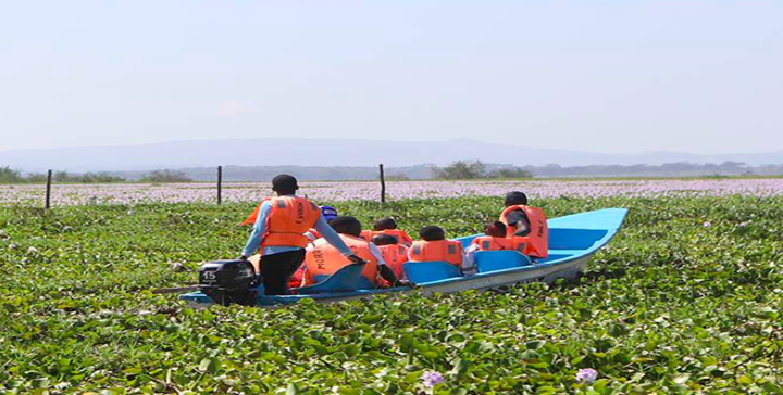 Image Of A Water Hyacinth Plant.