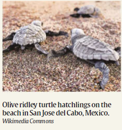 Olive Ridley Sea Turtle Hatchlings Making Their Way To The Ocean.

