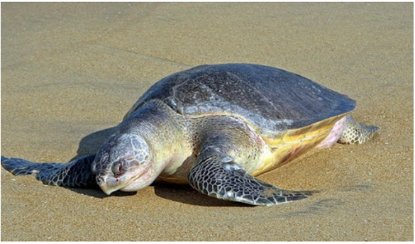 An Olive Ridley Sea Turtle On A Sandy Beach.