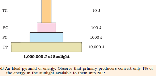 Pyramid Of Energy