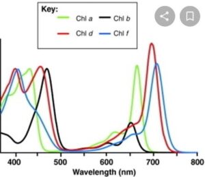 Light Absorption By Chlorophyll